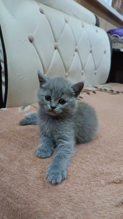 Вислоухие котята — 2