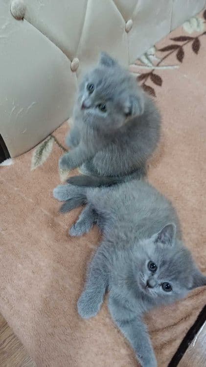 Вислоухие котята — 3