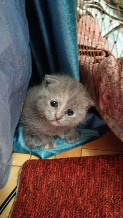 Вислоухие котята — 4
