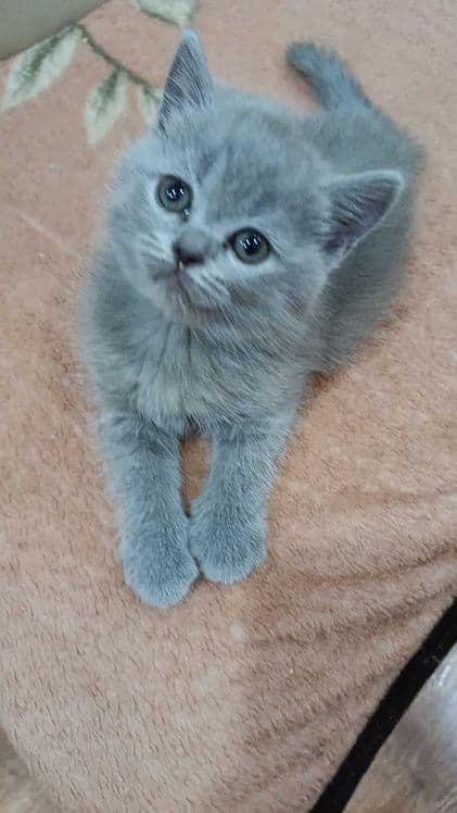 Вислоухие котята — 5