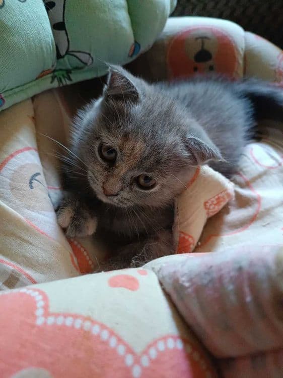 Вислоухие котята — 6