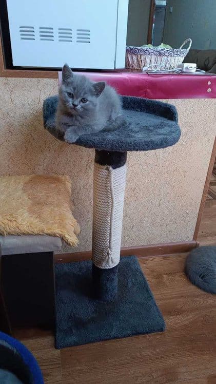 Вислоухие котята — 7