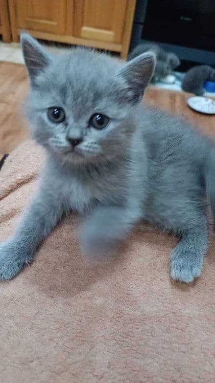 Вислоухие котята — 8
