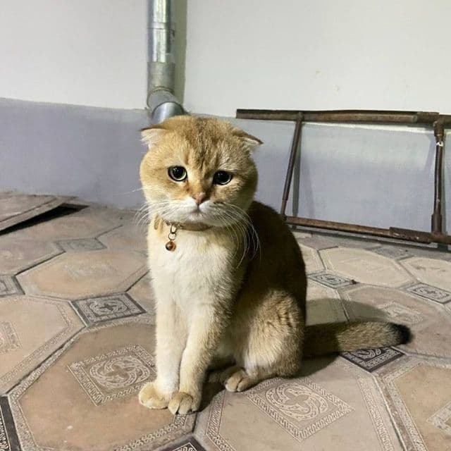 Scottish Fold Golden Shaded.Tozza zotdor mushuk — 2