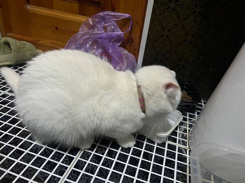Мушу зотли 2 йош киз бола — 2
