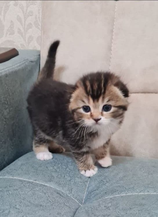 Продаются вислоухие котята — 3