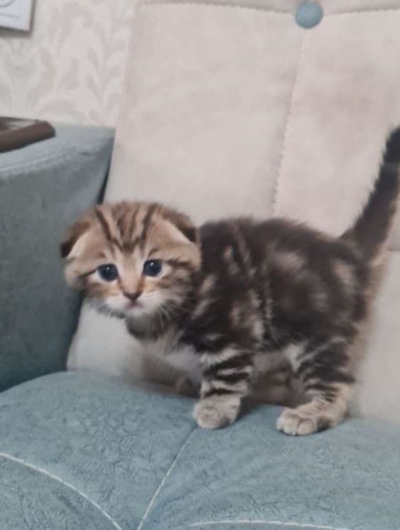 Продаются вислоухие котята — 4