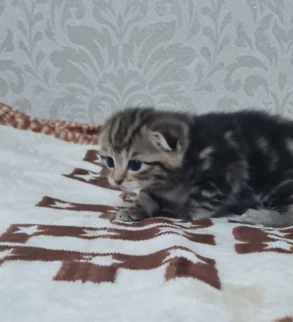 Продаются вислоухие котята — 5