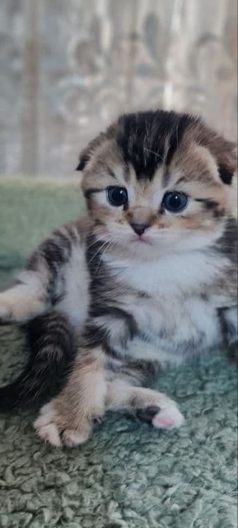 Продаются вислоухие котята — 6