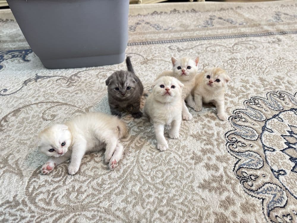Мушуклар скоттиш фолд — 2