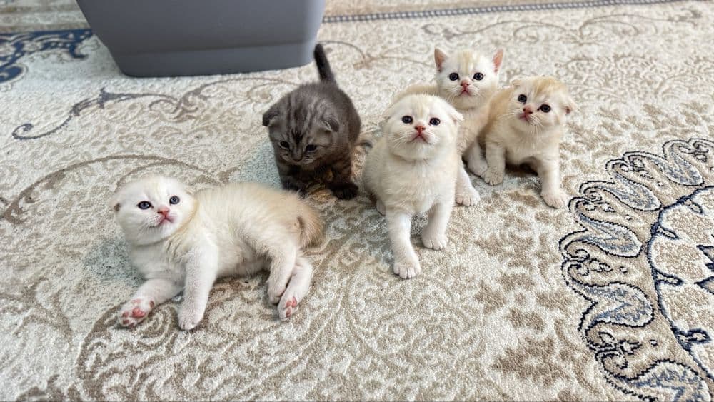 Мушуклар скоттиш фолд — 3