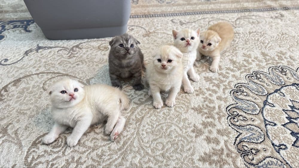 Мушуклар скоттиш фолд — 4