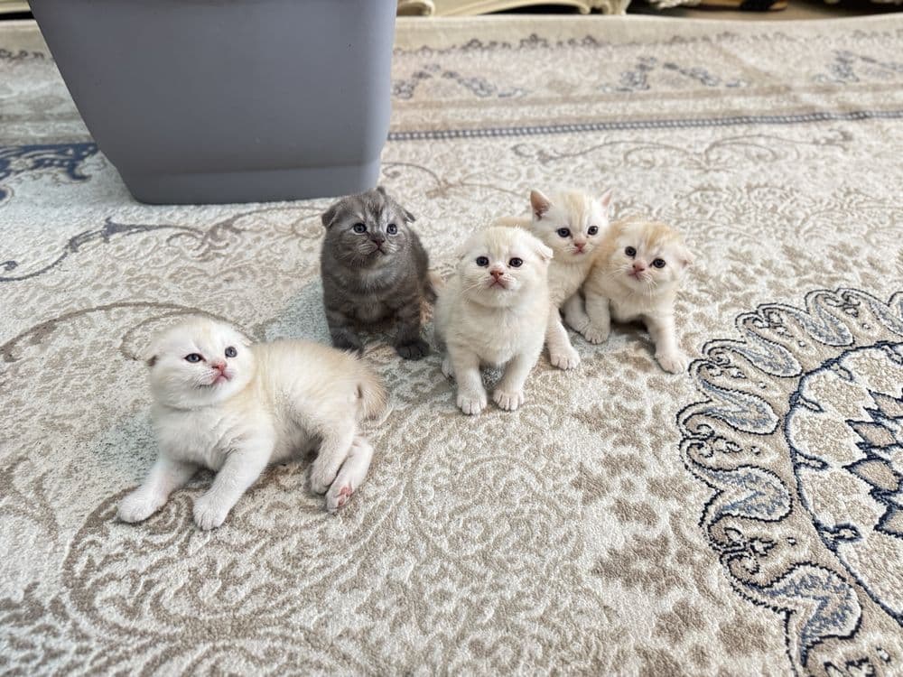 Мушуклар скоттиш фолд — 5