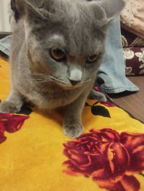 Mushuk sotiladi porodiyasi skotish strayt — 3