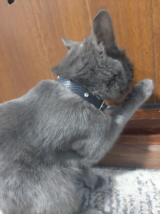 Mushuk Strayt qiz bola — 3