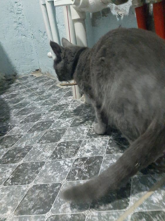 Mushuk Strayt Qiz bola — 3