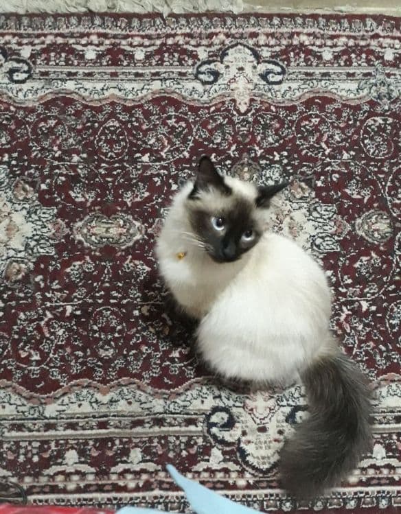 Siamskiy mushuk sotiladi — 5