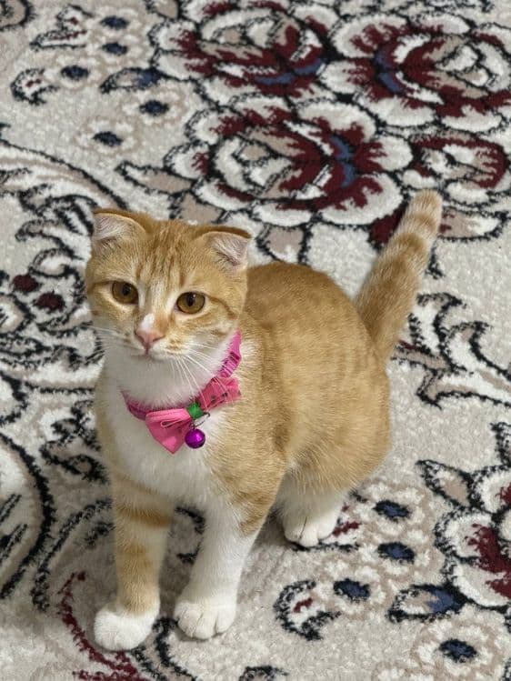 Кошка 6 месяцев с — 3