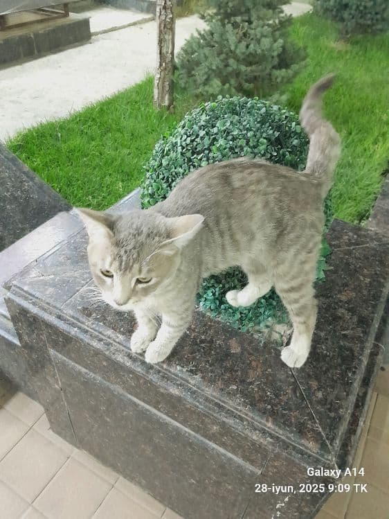 Zotor mushuk hammasiga javob — 1