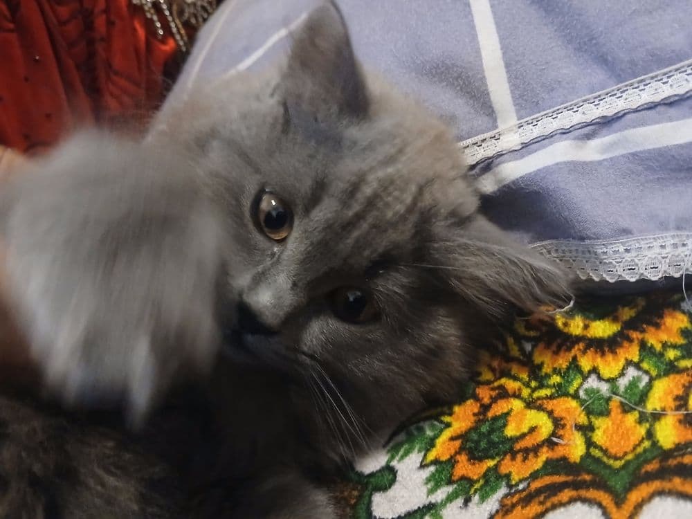 Mushuk British Longhair — 2