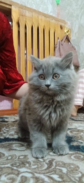 Mushuk British Longhair — 3