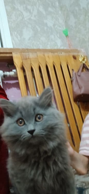 Mushuk British Longhair — 4