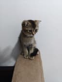 Скоттиш страйт ва Скоттиш фолд (окрас шиншилла)
