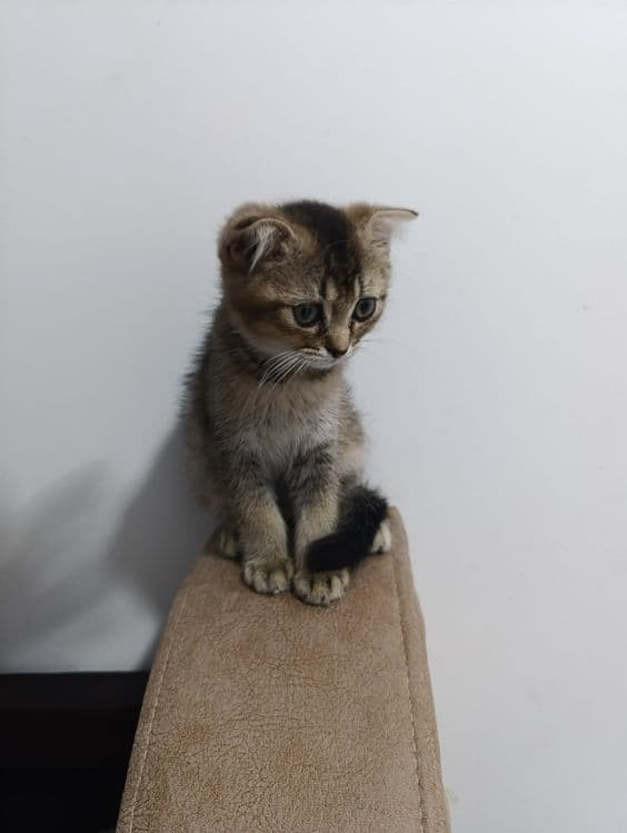Скоттиш страйт ва Скоттиш фолд (окрас шиншилла) — 1