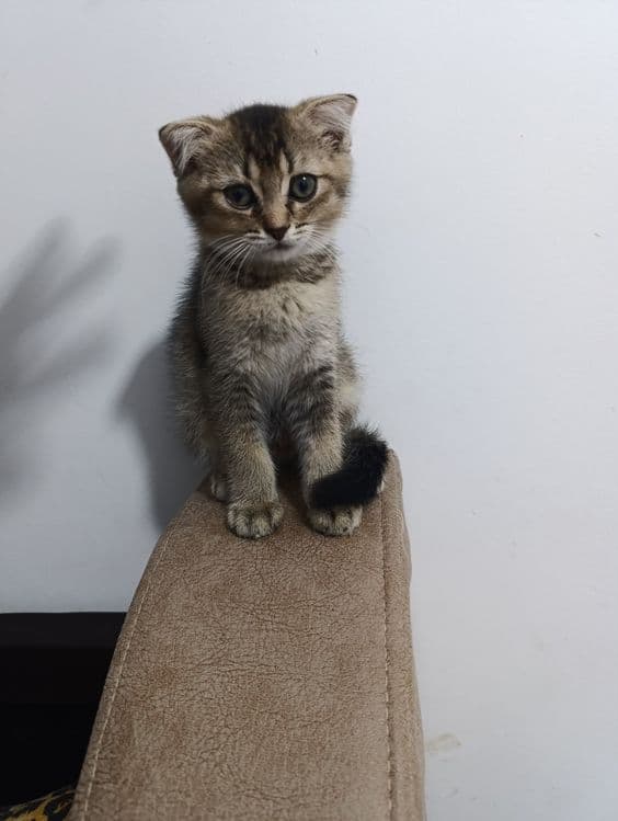 Скоттиш страйт ва Скоттиш фолд (окрас шиншилла) — 2