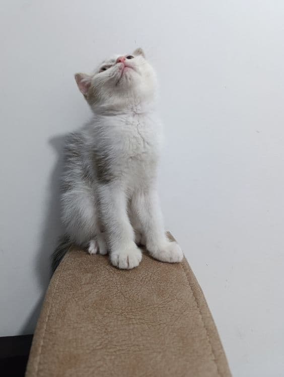 Скоттиш страйт ва Скоттиш фолд (окрас шиншилла) — 4
