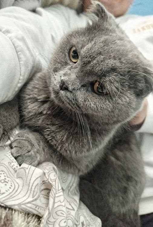 Кошка Скоттиш фолд — 1