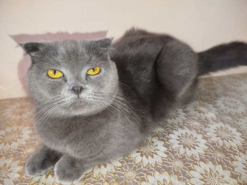Кошка Скоттиш фолд — 2