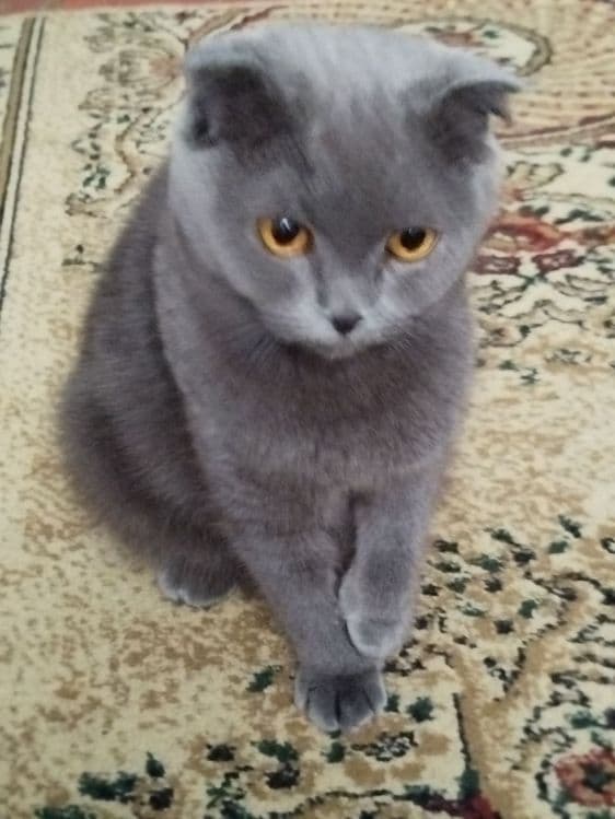 Кошка Скоттиш фолд — 3