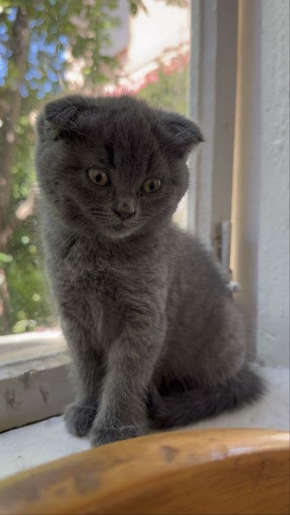 Scottish Fold 2 oylik oʻgʻil Qiz — 2