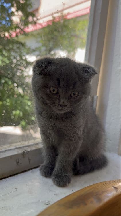 Scottish Fold 2 oylik oʻgʻil Qiz — 3