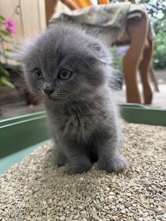 Scottish Fold 2 oylik oʻgʻil Qiz — 4