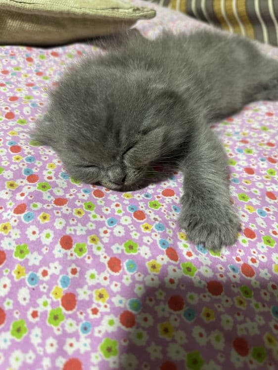 Scottish Fold 2 oylik oʻgʻil Qiz — 5