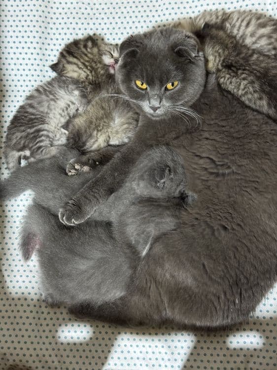 Scottish Fold 2 oylik oʻgʻil Qiz — 6