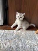 Скоттиш страйт мальчик серебристая шиншилла