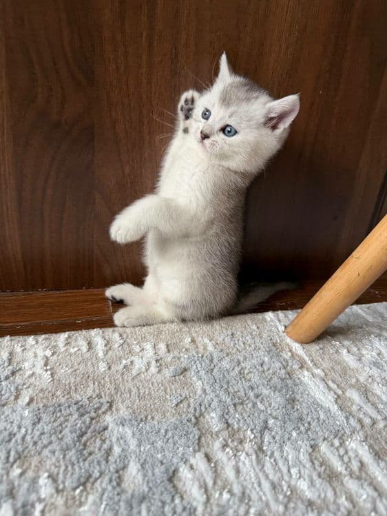 Скоттиш страйт мальчик серебристая шиншилла — 3