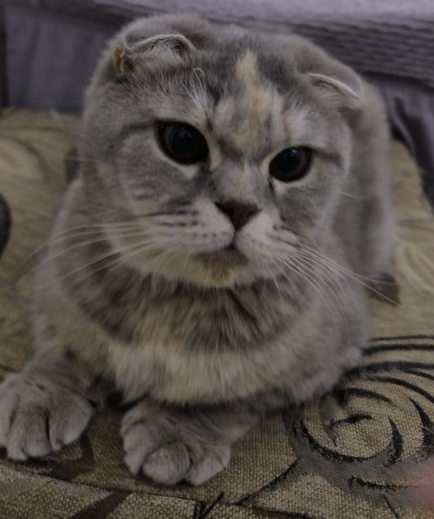 Продается кошка  в связи с переездом — 1