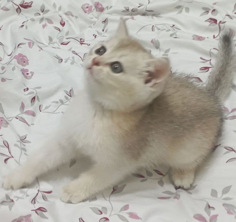 Продается чистокровные котята шиншилла. — 2