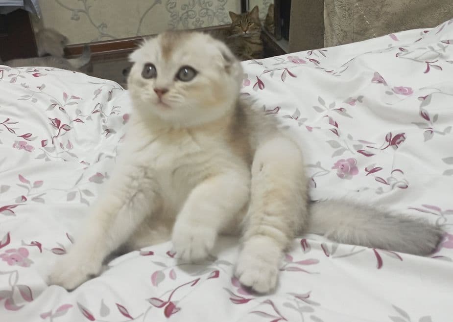 Продается чистокровные котята шиншилла. — 3