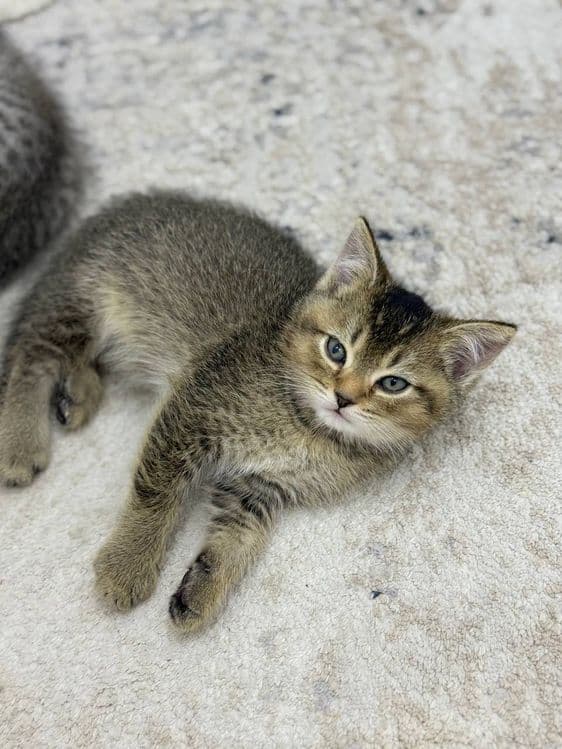 Продаются котята скоттиш страйт — 2