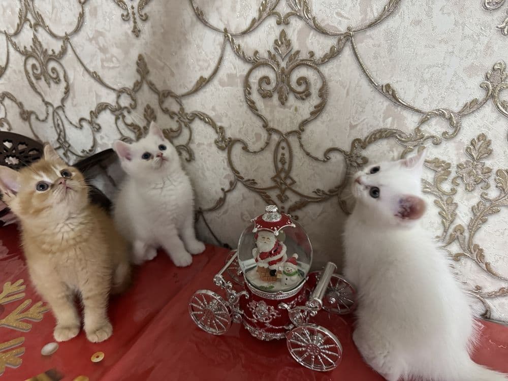 Котята пародистые Scottish Straight — 2