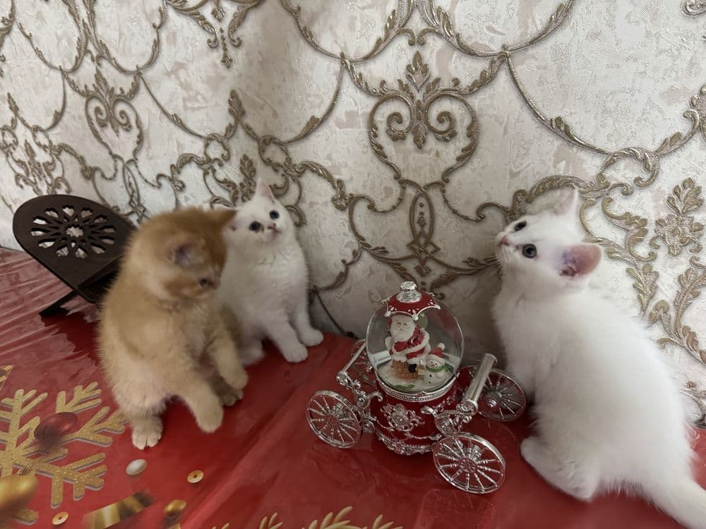 Котята пародистые Scottish Straight — 3