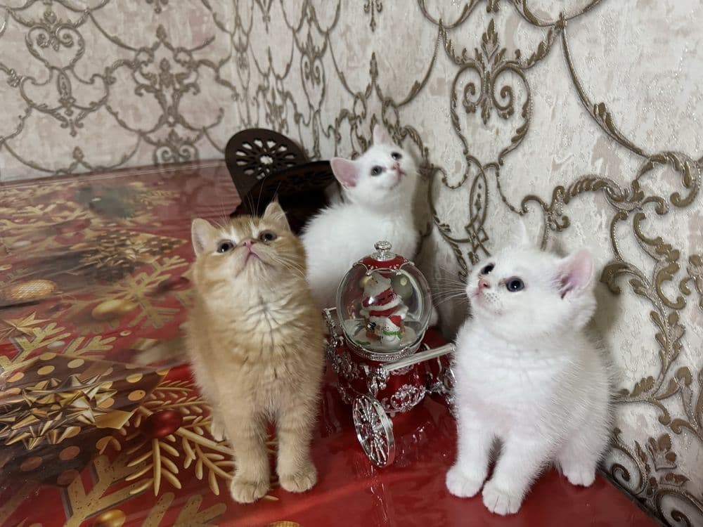 Котята пародистые Scottish Straight — 4