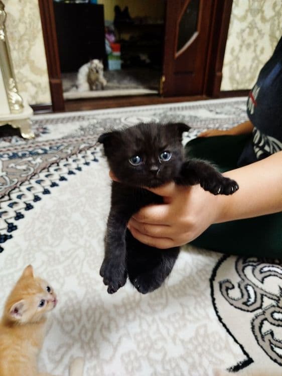Сиямиский  мушук боллари сотилади — 3