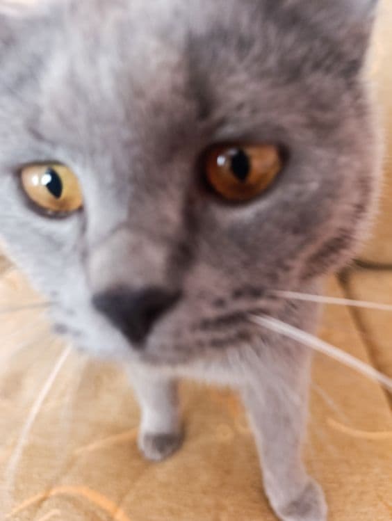 Продается кот ласковый — 2