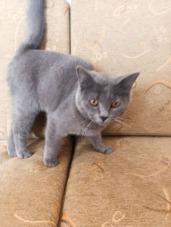 Продается кот ласковый — 3
